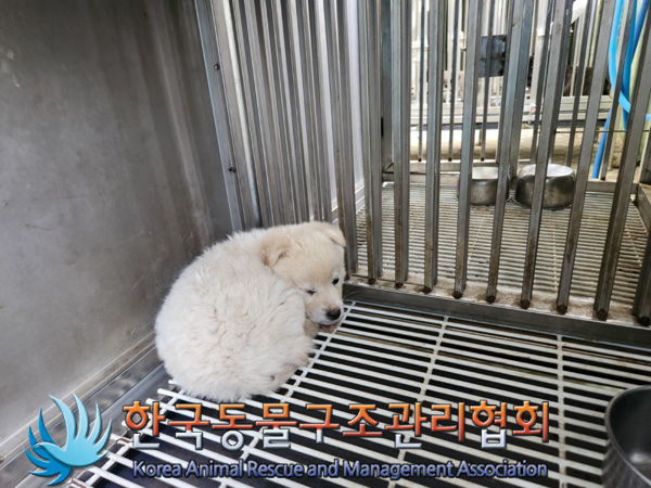 한국동물구조관리협회_441406202500121